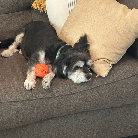 Marine Layer Karleigh Belted Short Rainbow Stripe Small pull on hemp high rise - Picture 6 of 13